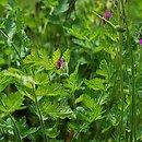 Erodium manescavii (iglica pirenejska)