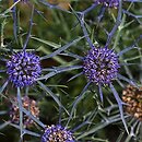 Eryngium caeruleum