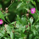 Oenothera rosea