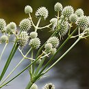 Eryngium aquaticum (mikołajek nadwodny)