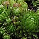 Sempervivum globiferum ssp. allionii (rojnik pospolity Allionego)