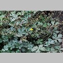 Potentilla calabra