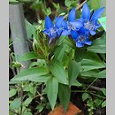 Gentiana septemfida (goryczka siedmiodzielna)