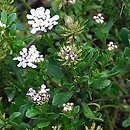 Iberis pruitii (ubiorek Pruita)