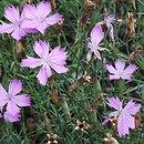 Dianthus nardiformis (goździk bliźniczkowaty)