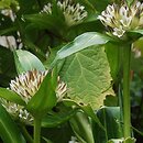 Gentiana kurroo