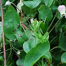 Clematis pitcheri (powojnik Pitchera)