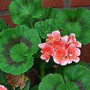 Pelargonium zonale hort. (pelargonia pasiasta)