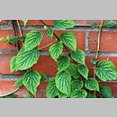 Schizophragma (przywarka)