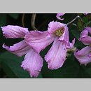 Clematis Aljonushka