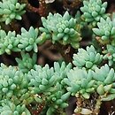 Sedum urvillei (rozchodnik Sarteriusza)