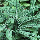 Adiantum pedatum (niekropień stopowaty)