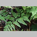 Davallia mariesii