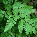 Rumohra adiantiformis