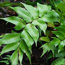 Polystichum falcatum (paprotnik sierpowaty)