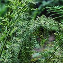 Asplenium bulbiferum (zanokcica bulwkowata)