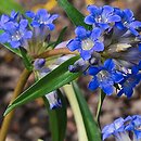 Gentiana dahurica (goryczka dahurska)