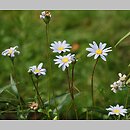 Felicia amelloides (felicja gawędkowa)