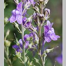Linaria purpurea (lnica purpurowa)