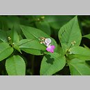 Impatiens balfourii (niecierpek Balfoura)
