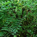 Sophora koreensis (szupin koreański)