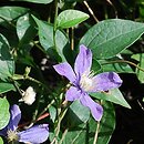 Clematis Arabella