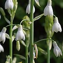 Ornithogalum candicans (galtonia biaława)