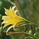 Hemerocallis thunbergii (liliowiec Thunberga)