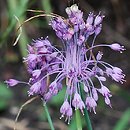 Allium coloratum (czosnek nadobny)