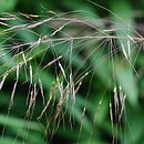 Chrysopogon gryllus
