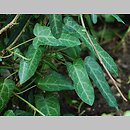 Hedera pastuchovii (bluszcz Pastuchowa)