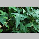 Hedera maderensis (bluszcz maderski)