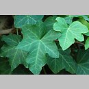 Hedera azorica (bluszcz azorski)