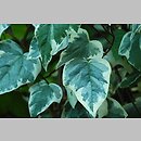 Hedera canariensis (bluszcz kanaryjski)