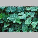 Hedera rhombea (bluszcz japoński)