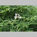 Pelargonium denticulatum (pelargonia ząbkowana)