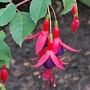 Fuchsia Mrs Popple