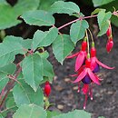 Fuchsia (fuksja)