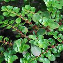 Pilea serpyllacea