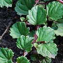 Plectranthus (plektrantus)