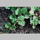 Plectranthus forsteri (plektrantus koleusowaty)