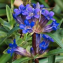 Gentiana gracilipes