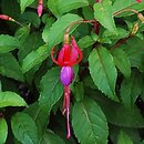 Fuchsia Genii