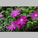 Clematis ×jackmanii (powojnik Jackmana)