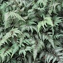 Athyrium niponicum (wietlica japońska)