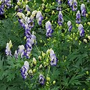 Aconitum ×cammarum (tojad ogrodowy)