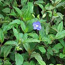 Veronica peduncularis