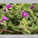 Aizoaceae (pryszczyrnicowate)