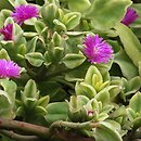 Aptenia cordifolia (aptenia sercowata)