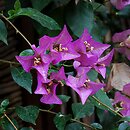 Bougainvillea glabra (bugenwilla gładka)